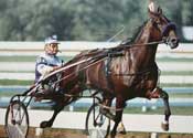 Trotting Horse